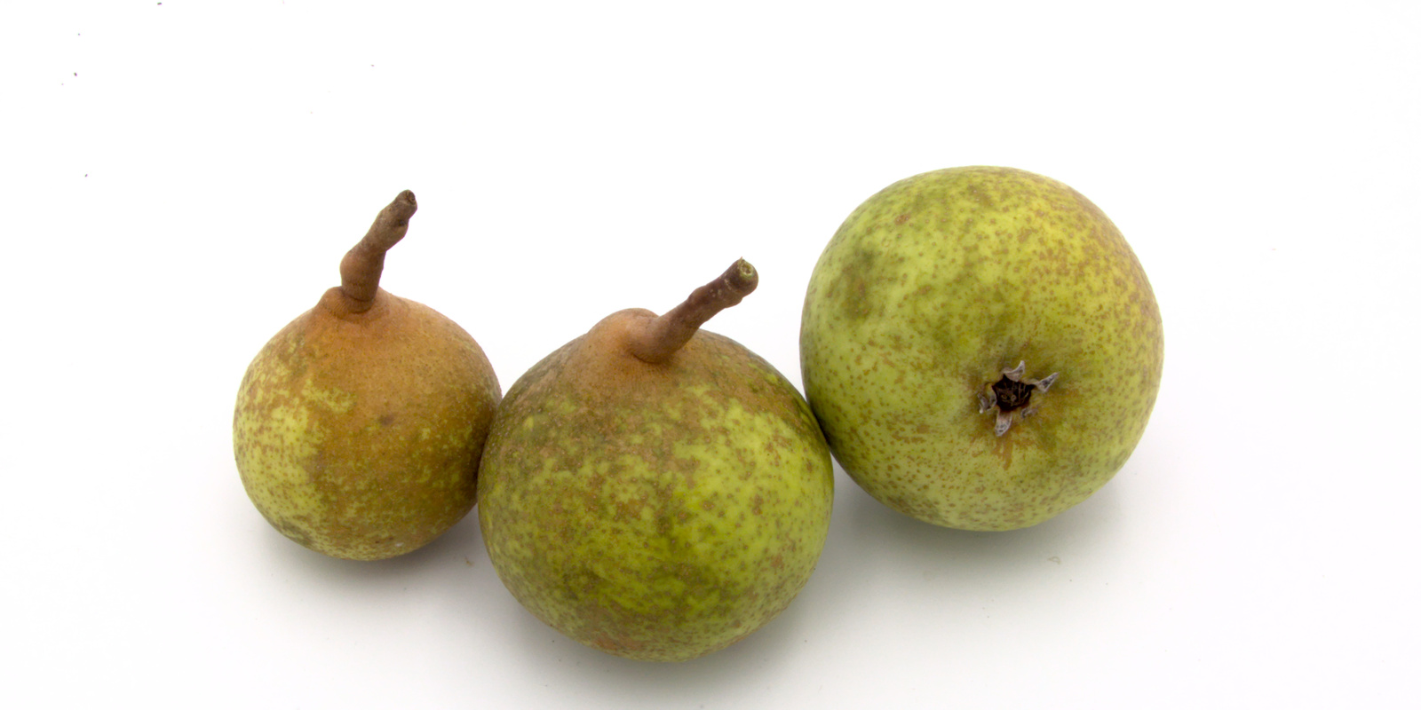 Birne 'Kirchensaller Mostbirne' Baumschule Junker